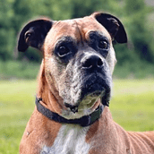 Therapy Dog Boomer | Doylestown Health