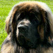 Therapy Dog Cru | Doylestown Health