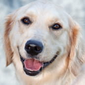 Josie | Doylestown Health