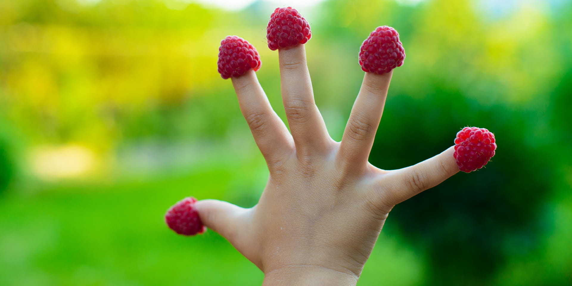 child's hand with raspberries on the tip of each finger