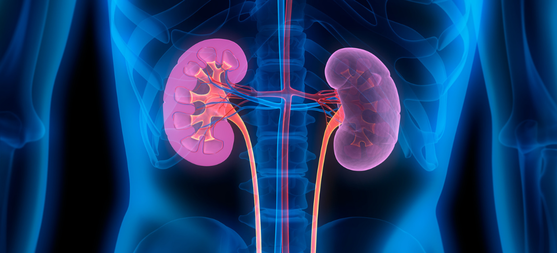 Human Kidneys - Medical Illustration, illustration representing the kidney operation inside the body | Doylestown Health